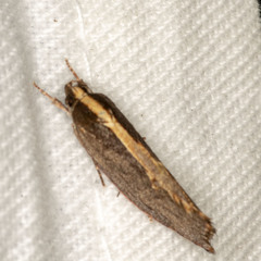 Archaereta dorsivittella