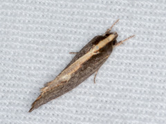 Archaereta dorsivittella