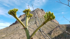 Agave azurea