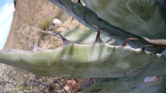 Agave azurea