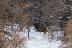 Cervus canadensis sibiricus