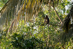 Semnopithecus hypoleucos