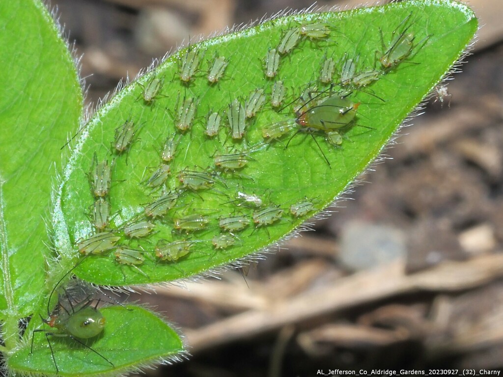 Microparsus desmodiorum