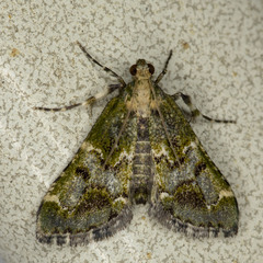 Arescoptera haplocala