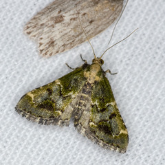 Arescoptera haplocala