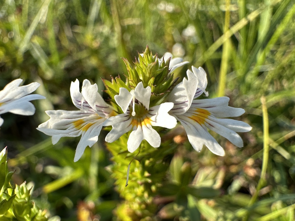 Euphrasia picta