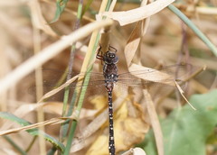 Austroaeschna multipunctata
