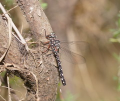 Austroaeschna multipunctata