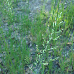 Poa secunda