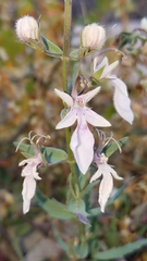 Teucrium glandulosum