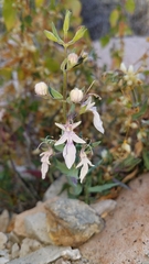 Teucrium glandulosum