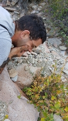 Teucrium glandulosum