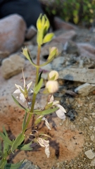 Teucrium glandulosum