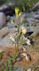 Teucrium glandulosum