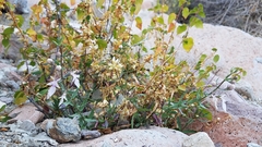 Teucrium glandulosum