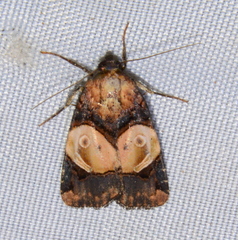 Hampsonodes