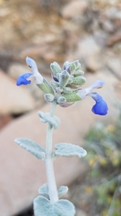 Salvia cedrosensis