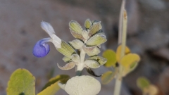 Salvia cedrosensis