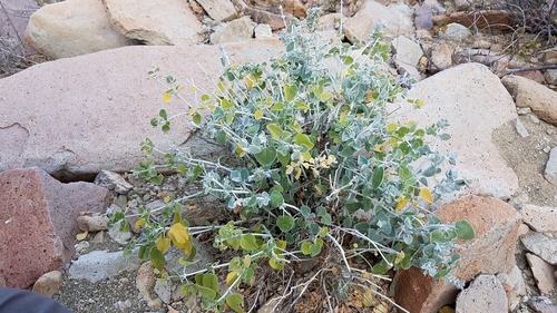 Image of Salvia cedrosensis by (c) Alan Rockefeller, some rights reserved (CC BY)