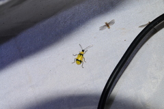Diabrotica arcuata