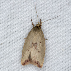Ageletha elaeodes