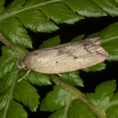 Ageletha elaeodes