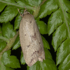 Ageletha elaeodes