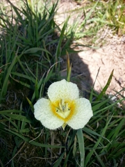 Calochortus subalpinus