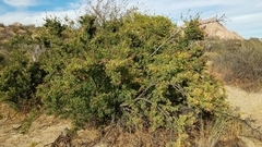 Stegnosperma halimifolium