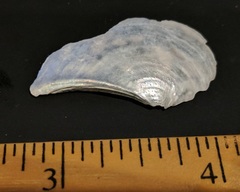 Heteroclidus punctatus