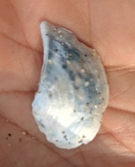 Heteroclidus punctatus