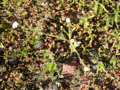 Crassula aquatica