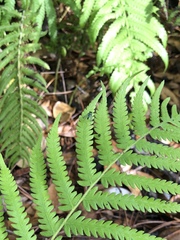 Condylostylus armipes