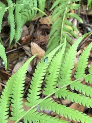 Condylostylus armipes