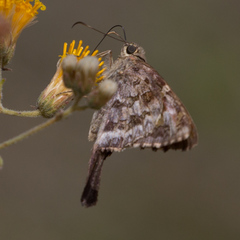 Thorybes dorantes calafia