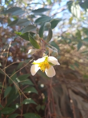 Philadelphus mexicanus