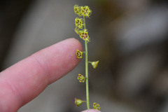 Pectiantia pentandra, photograph Thompson Hyggen, CC0, iNaturalist via GBIF