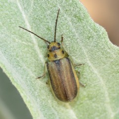 Trirhabda geminata