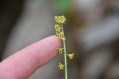 Pectiantia pentandra, photograph Thompson Hyggen, CC0, iNaturalist via GBIF