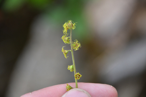 Pectiantia pentandra, photograph 4