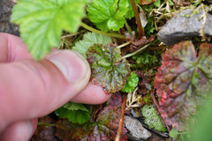 Pectiantia pentandra, photograph Thompson Hyggen, CC0, iNaturalist via GBIF