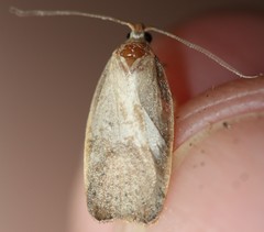 Proteodes carnifex
