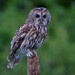 Tawny Owl - Photo (c) Erik Eckstein, some rights reserved (CC BY-NC), uploaded by Erik Eckstein