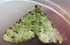 Pasiphila melochlora