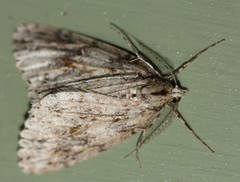 Pseudocoremia rudisata