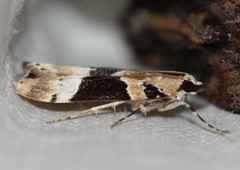 Eudonia aspidota