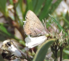 Callophrys augustinus iroides