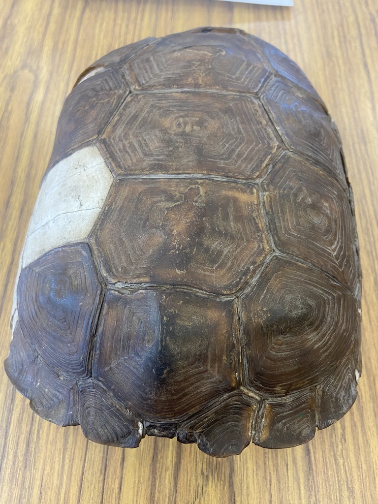 Gopher Tortoise in September 2023 by dorianw · iNaturalist