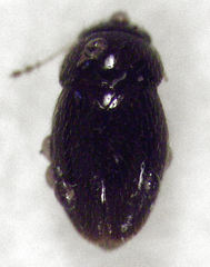 Ptenidium pusillum
