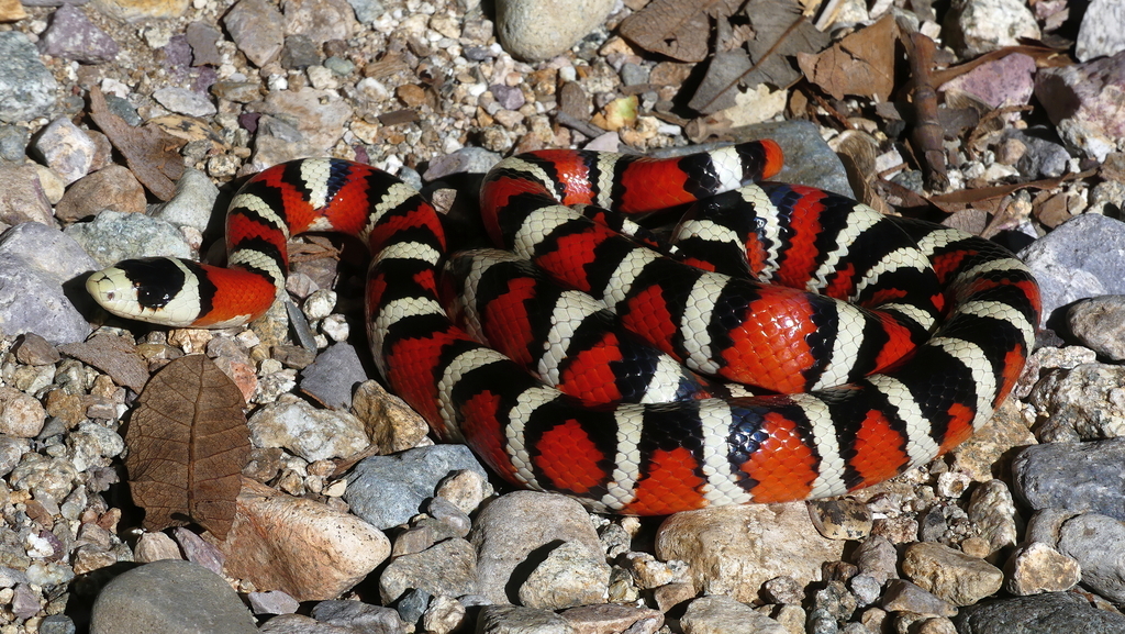 Chihuahuan Mountain Kingsnake in September 2023 by bdog · iNaturalist